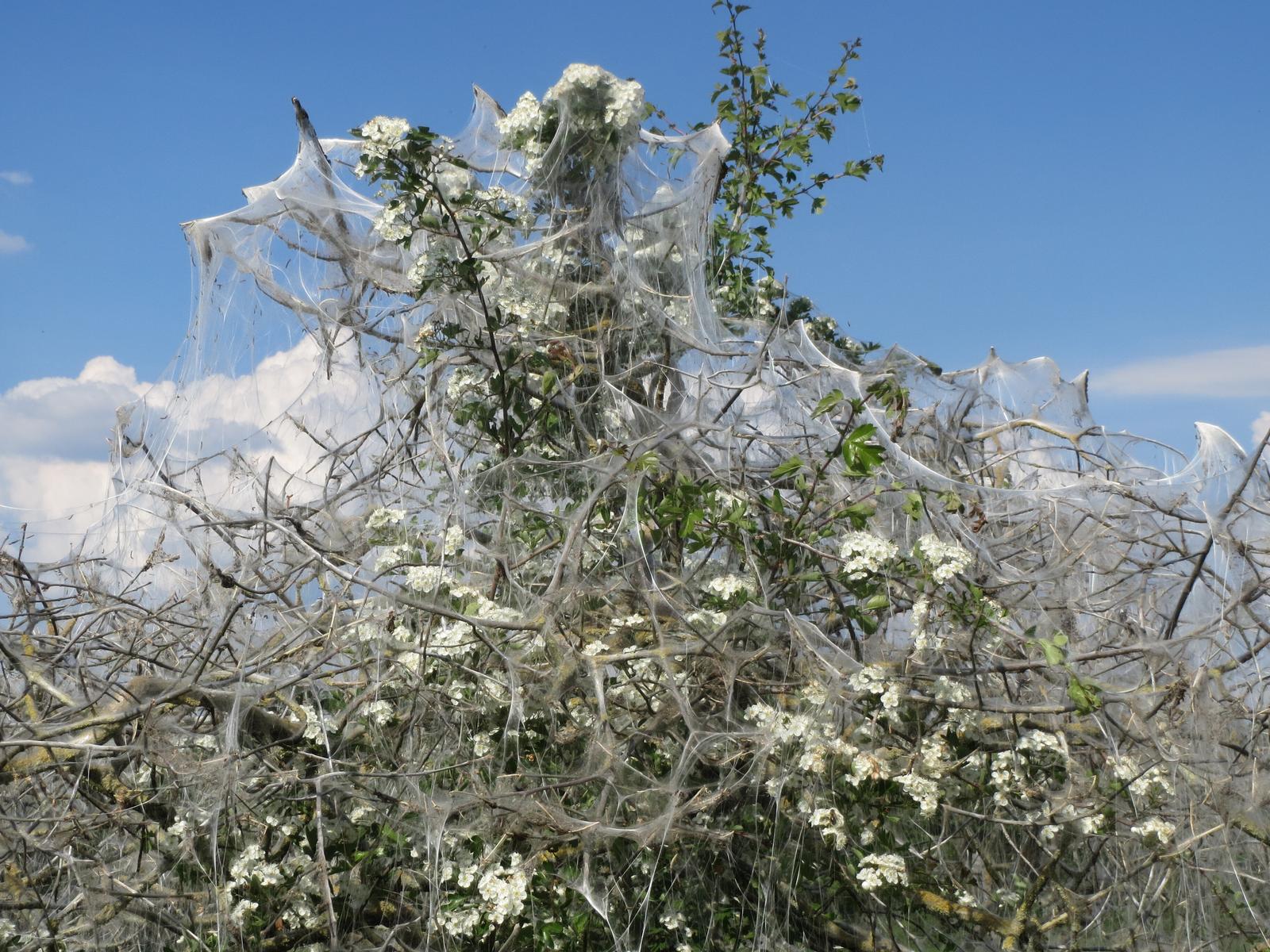 what-are-the-small-worms-in-german-trees-all-about-berlin