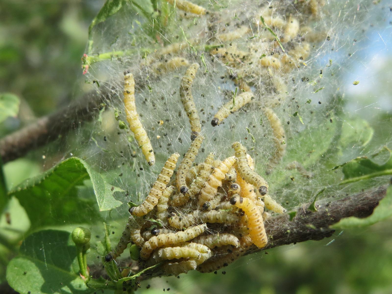 Ermine moth larvae and eggs